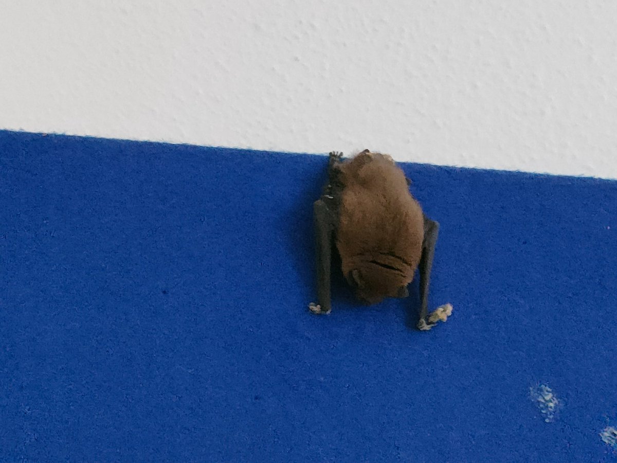 Go raibh míle maith agaibh to everyone who came to our community events this week. A very special guest arrived early in Cahersiveen Library to make a request for us to talk about one webpage in particular: discoveriveragh.ie/initiatives/ba… (Safely relocated by zoologist @TheLyneUp)🦇😍