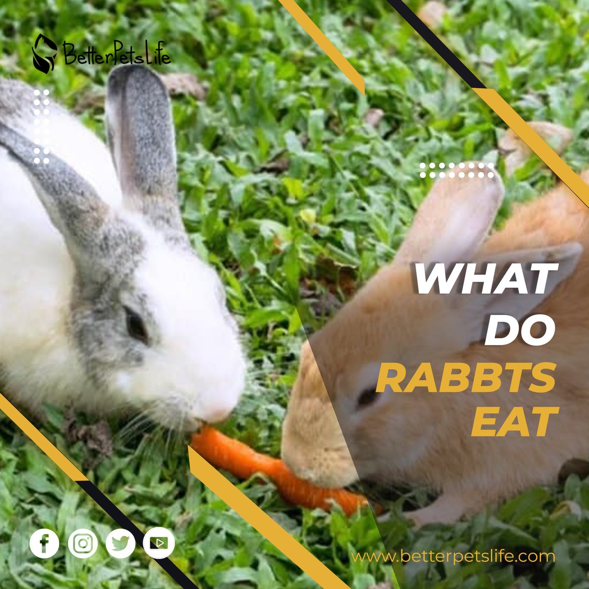BetterPetsLife's tweet photo. Curious about bunny diets 🥕?  Have The Ultimate Guide to What Do Rabbits Eat 🐇!
https://t.co/iRFIY8tgIm

#Rabbits #petlovers #pets #rabbit #petrabbits #RabbitHole #rabbitslover #FridayFeeling #FridayVibes #fridaymorning https://t.co/lBAKP5uAfX