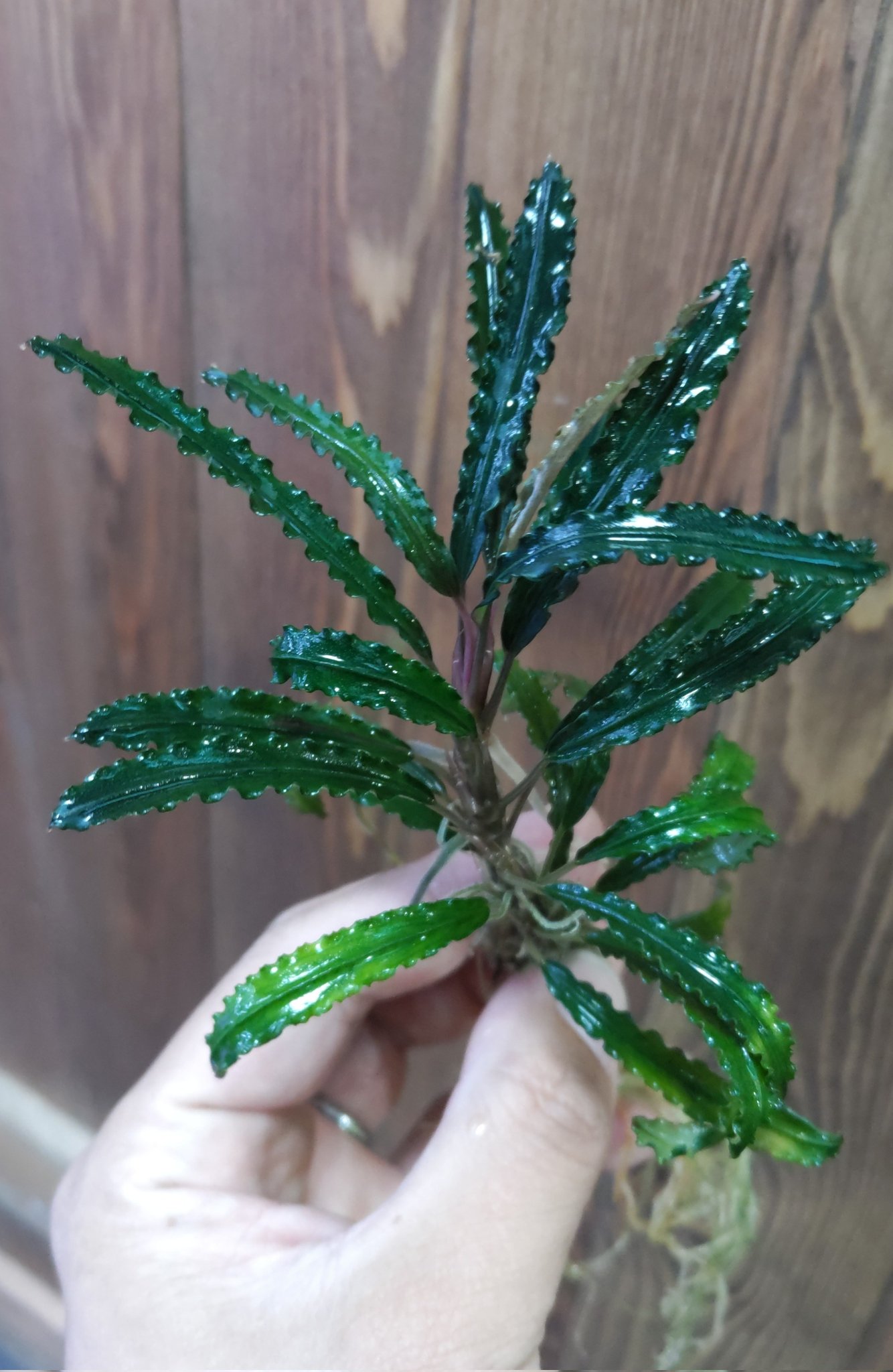 Plants Base on X: 