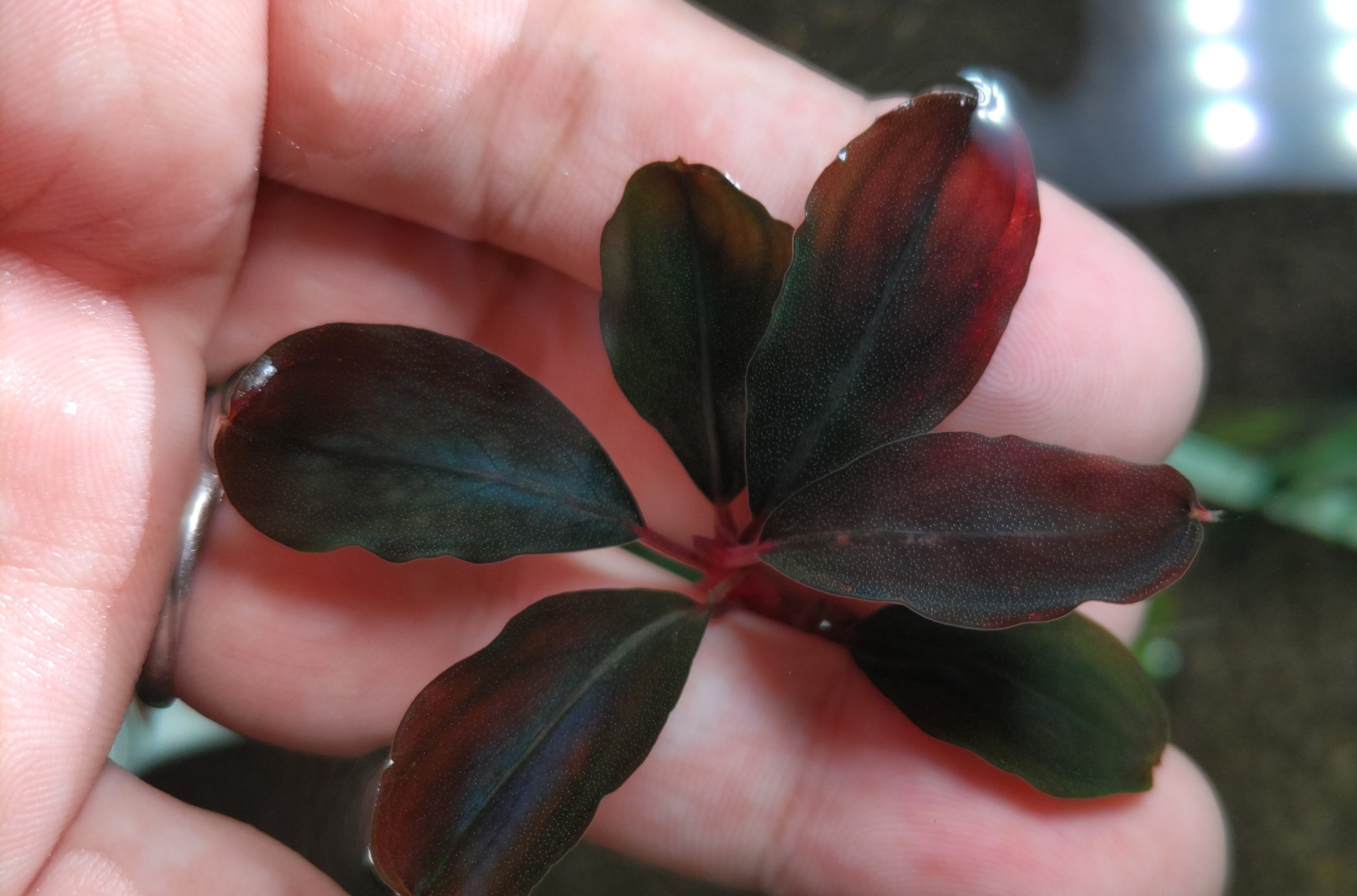 BUCEPHALANDRA for ポンコツ商店 BUCEPHALANDRA for ポンコツ商店