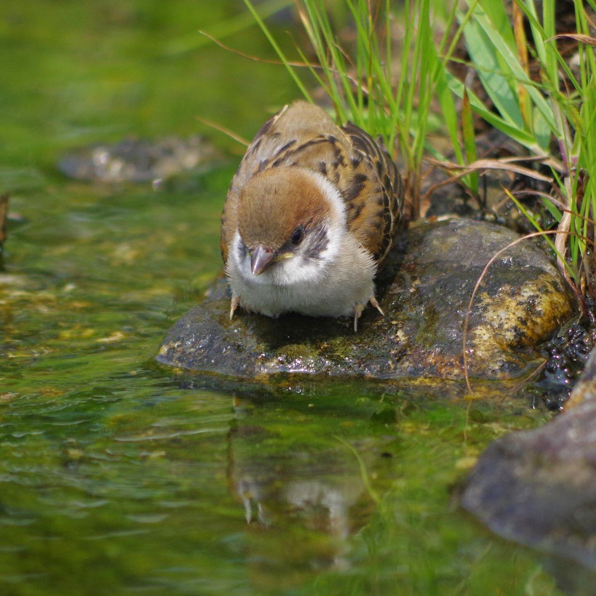 aerial2009's tweet photo. ぼくチュンにも水浴びできるかな？

初めての水浴びだ

#雀 #スズメ #すずめ #sparrow #鳥 #小鳥 #野鳥 #ちゅん活 #スズメ写真集 #bird https://t.co/YK3luhufCq