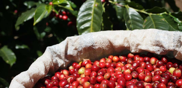 smittycol's tweet photo. As the world's leading coffee producer, Nestlé is striving to make coffee production more sustainable. Proud to see our long-term commitment to coffee sustainability recognized in the 2023 Coffee Brew Index! #emp https://t.co/CkHVzl82gm https://t.co/1ZZ9HCxO1c