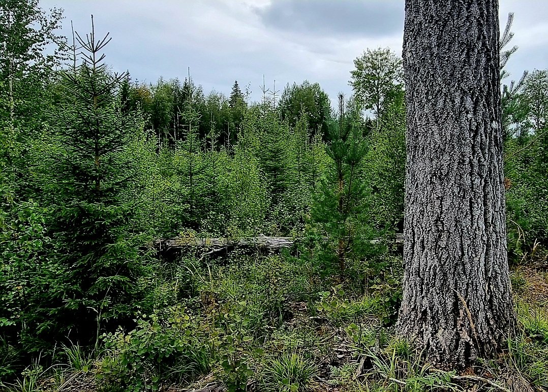 Metsien lajimäärän lisääminen on paras biotalousvakuutus tähän hetkeen ja paras turvalahja viestikapulana seuraavalle sukupolvelle. Biodiversiteetti on yksilön, yhteiskunnan, talouden ja ekosysteemien resilienssin läpileikkaava ydin.