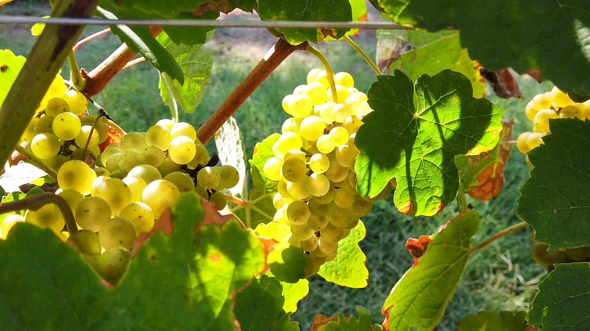Estamos en vendimia. En #Urdaibai es fácil descubrir viñedos, modernas bodegas y también antiguas pilastras de parrales. 
Si disfrutas de un buen txakoli, acércate este domingo a #Arrolagune (#Arratzu) y puede que te lleves el Premio al más madrugador…De 10h a 14h, gratis