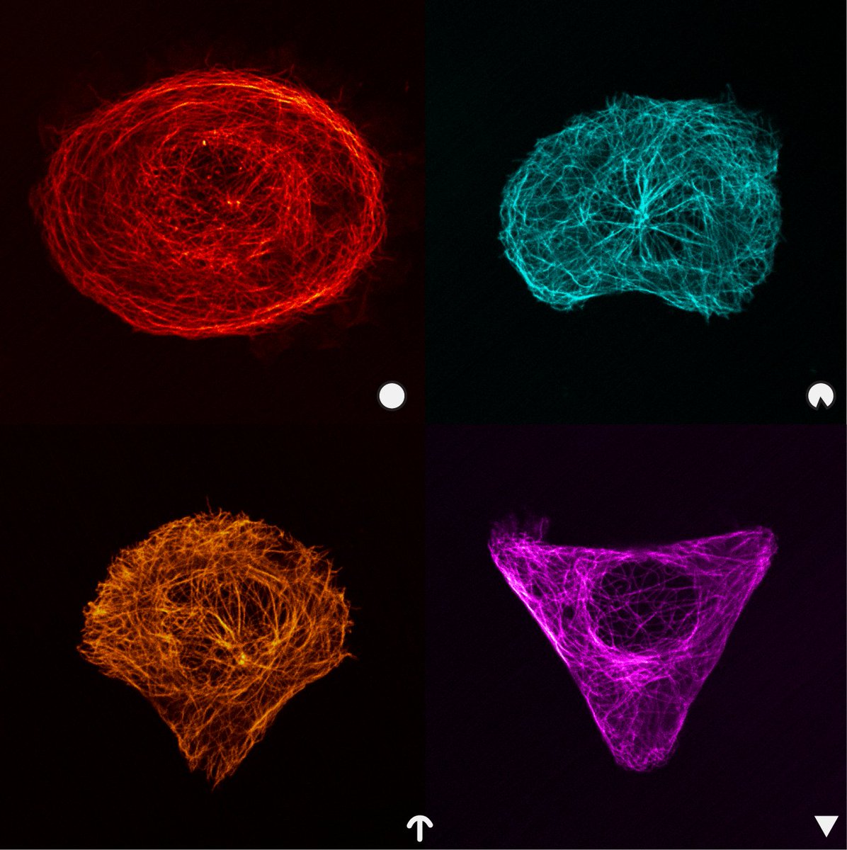 First attempts at micropatterning in the lab - tubulin staining in HEK293 cells. Thanks to @ManuelTHERY for getting us started on this journey!