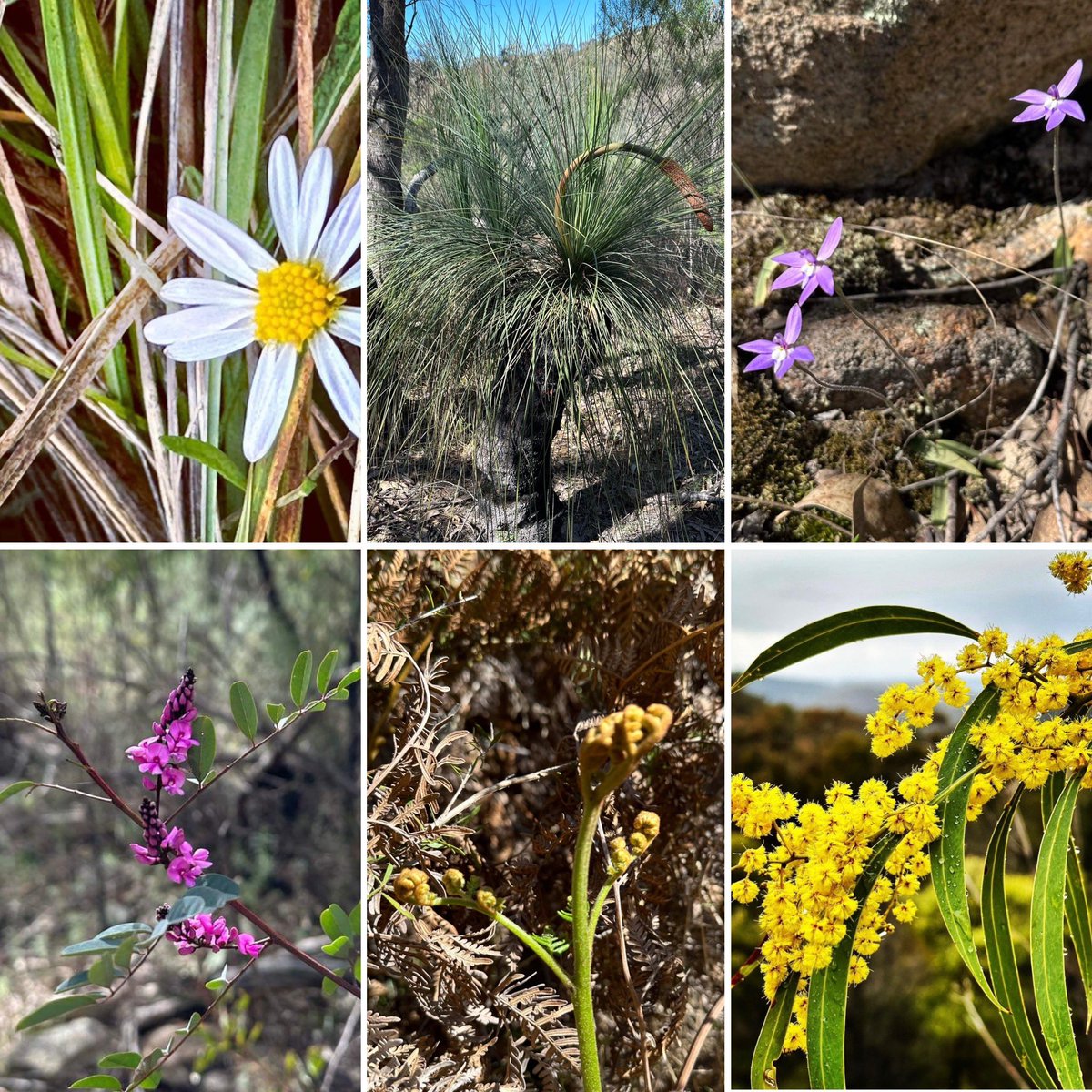Happy school holidays to all of the adventurous students and awesome educators that visit us at Birrigai Outdoor School! Make sure you get outside these spring holidays and discover some beautiful treasures on Ngunnawal Country 💚