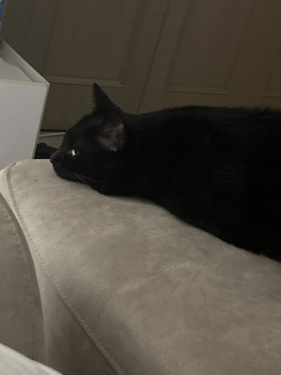 tan3da's tweet image. 真っ黒すぎてまっくろくろすけかと思った