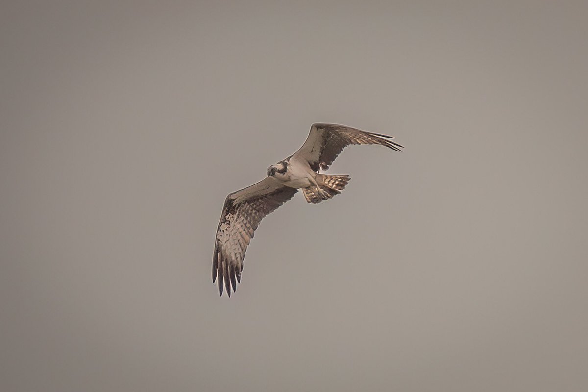 Osprey