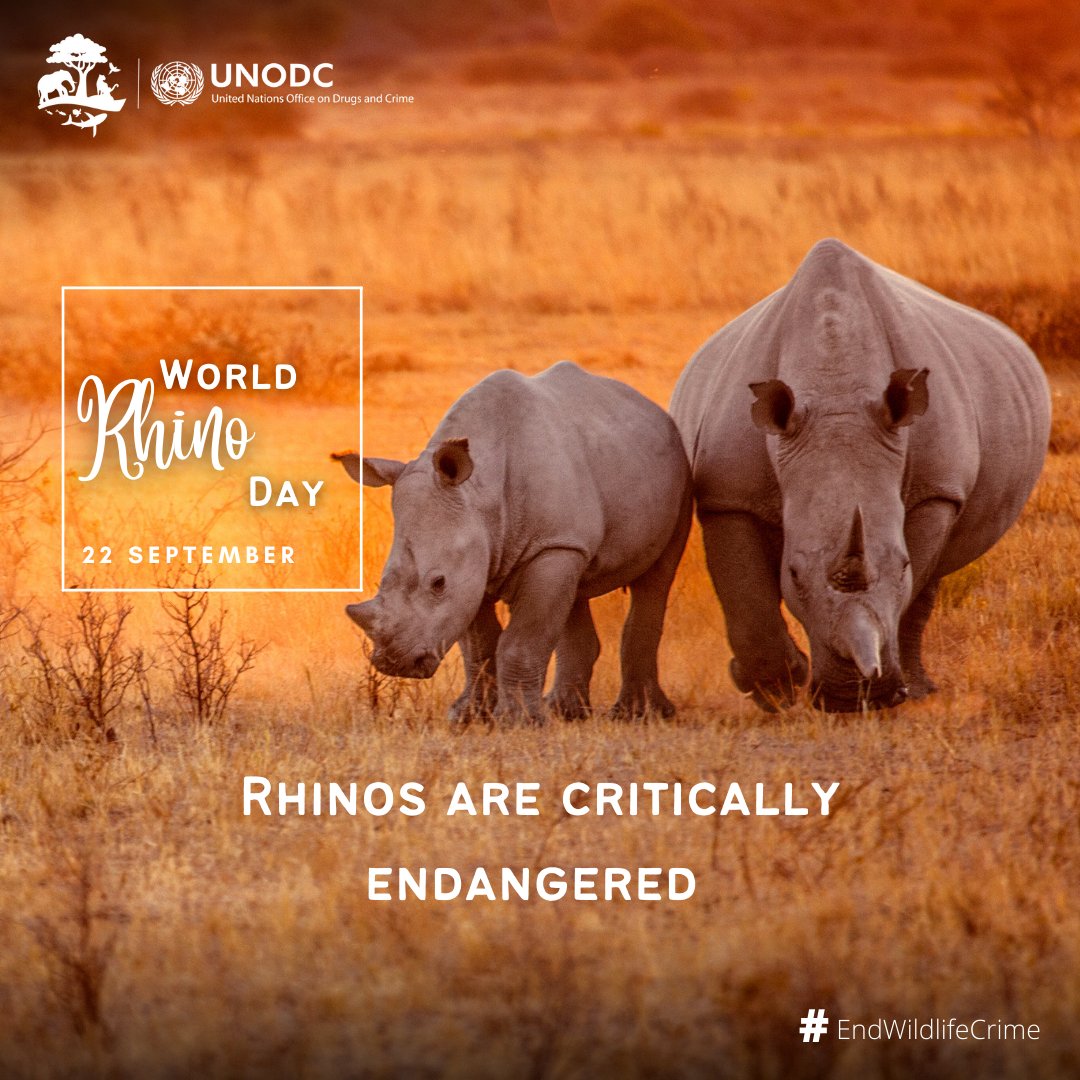 Today is #WorldRhinoDay🦏

Sadly, only 21,000 African rhinos remain in the wild.

Rhinos are critically endangered due to poaching, habit loss & the huge demand for rhino horn used in traditional medicine and as trophies.

We must #EndWildlifeCrime to save rhinos from extinction.