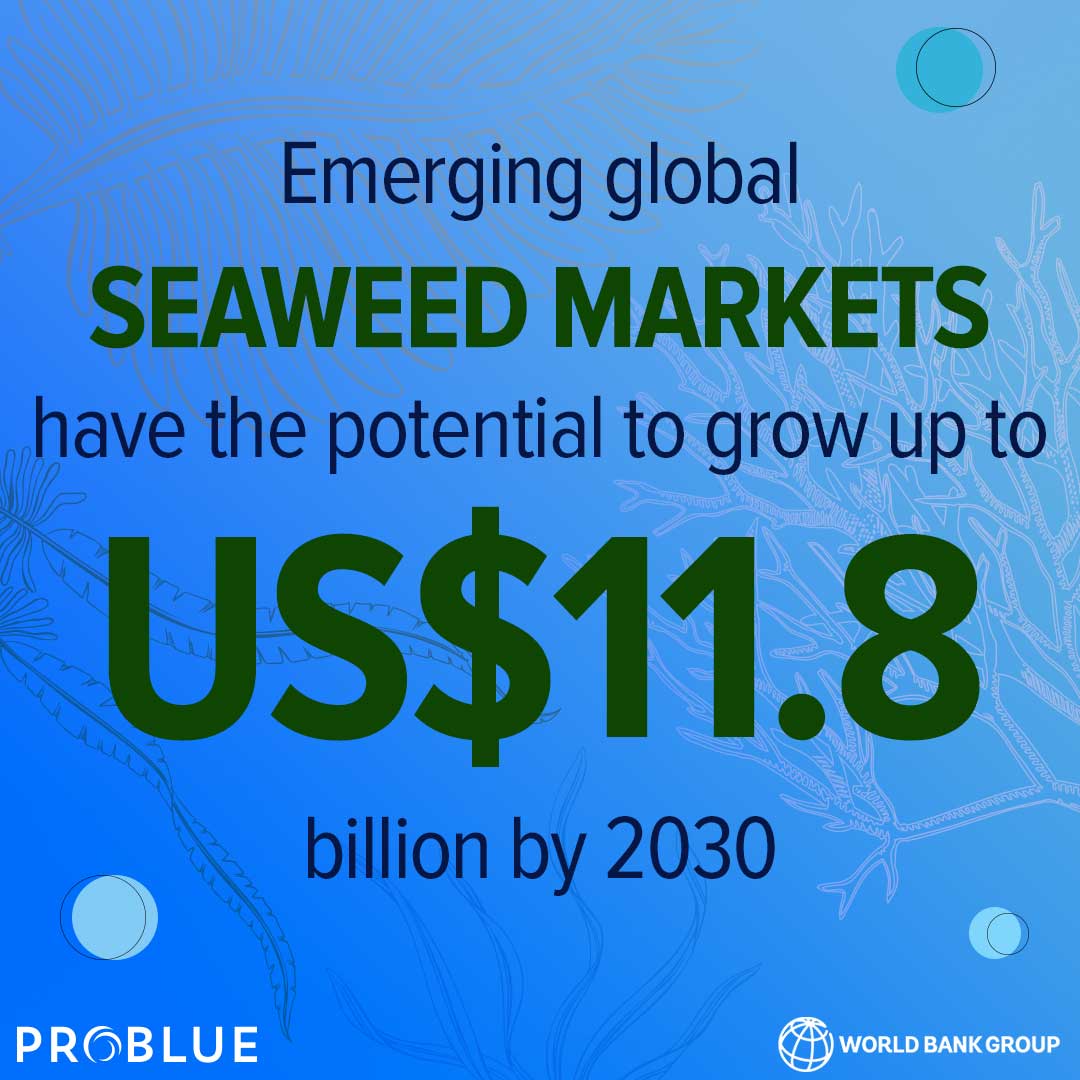 A @WorldBank report estimates that emerging #GlobalSeaweedMarkets have the potential to grow up to US$11.8 billion by 2030. Learn more: wrld.bg/wV3e50PKMCF #Aquaculture #PROBLUE_Oceans
