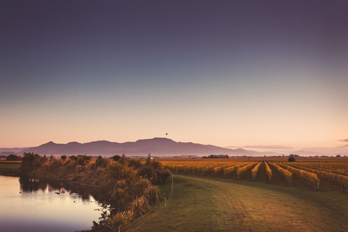 BancroftWines tweet media