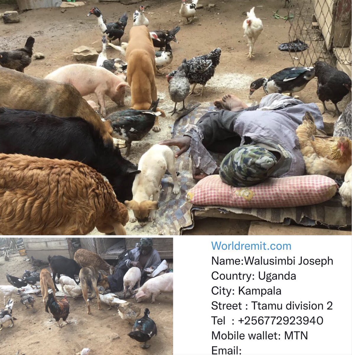Joseph3Sengendo's tweet image. These animals knows that I don’t have a biological mother they want to be on my chest all the time to give me comfort ,God bless these animals .Please everyone increase your love for animals ❤️💚💚🐕🐕🐈⬛🐈⬛ 🐕🌱🦆🐖 🌱 whoever eats meat is a murderer
#savemyanimalsavemylife
