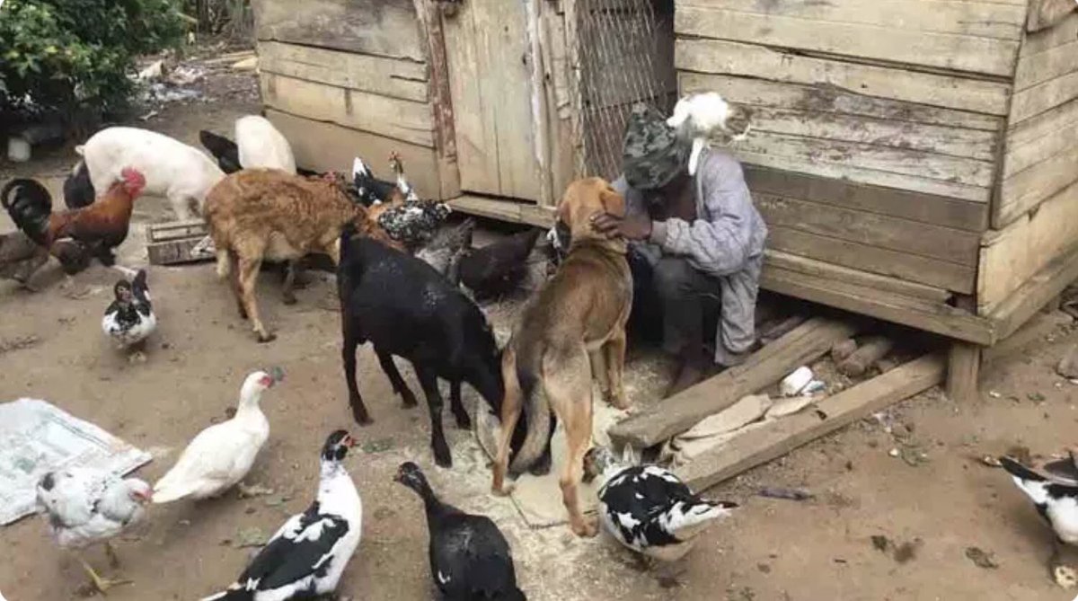 Joseph3Sengendo's tweet image. These animals knows that I don’t have a biological mother they want to be on my chest all the time to give me comfort ,God bless these animals .Please everyone increase your love for animals ❤️💚💚🐕🐕🐈⬛🐈⬛ 🐕🌱🦆🐖 🌱 whoever eats meat is a murderer
#savemyanimalsavemylife