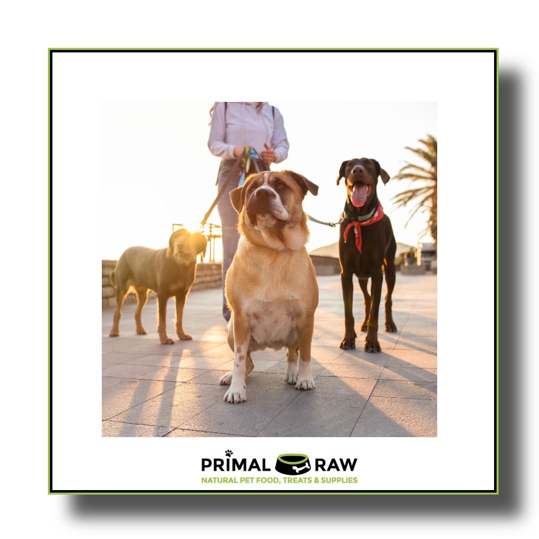 PrimalRawLtd's tweet image. Importance of Regular Exercise: Regular walks and exercise are vital for your dog's well-being. They promote physical health, mental stimulation, and a strong bond between you and your dog. Get out there and enjoy quality time together! 🐕🚶‍♀️ #DogHealth #ExerciseForDogs