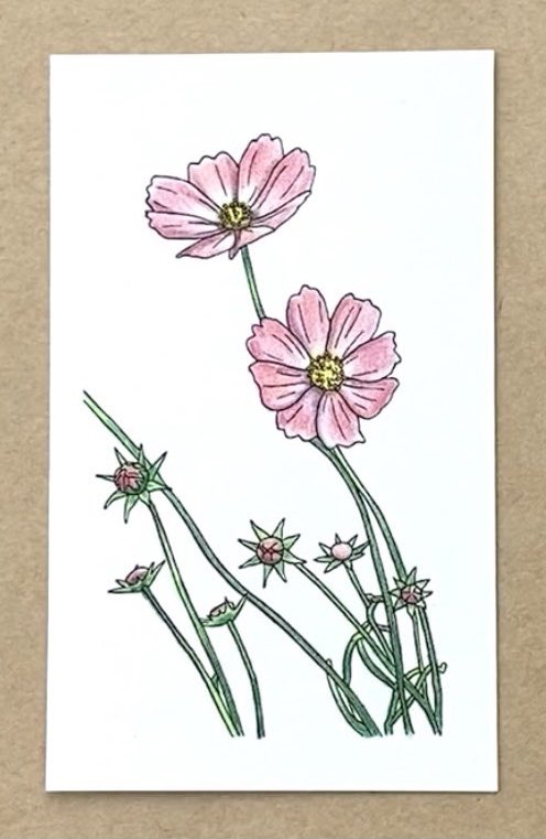 coloringdecorat's tweet photo. 明日は秋分の日。
秋の花といえばコスモスですよね。

#塗り絵　#色鉛筆
#絵描きさんと繋がりたい
#みんなで色鉛筆イラスト見せ合おうよ

↓「小さい塗り絵 美しい花」発売中
https://t.co/eneXeidp7r https://t.co/ra7Ps8E87j