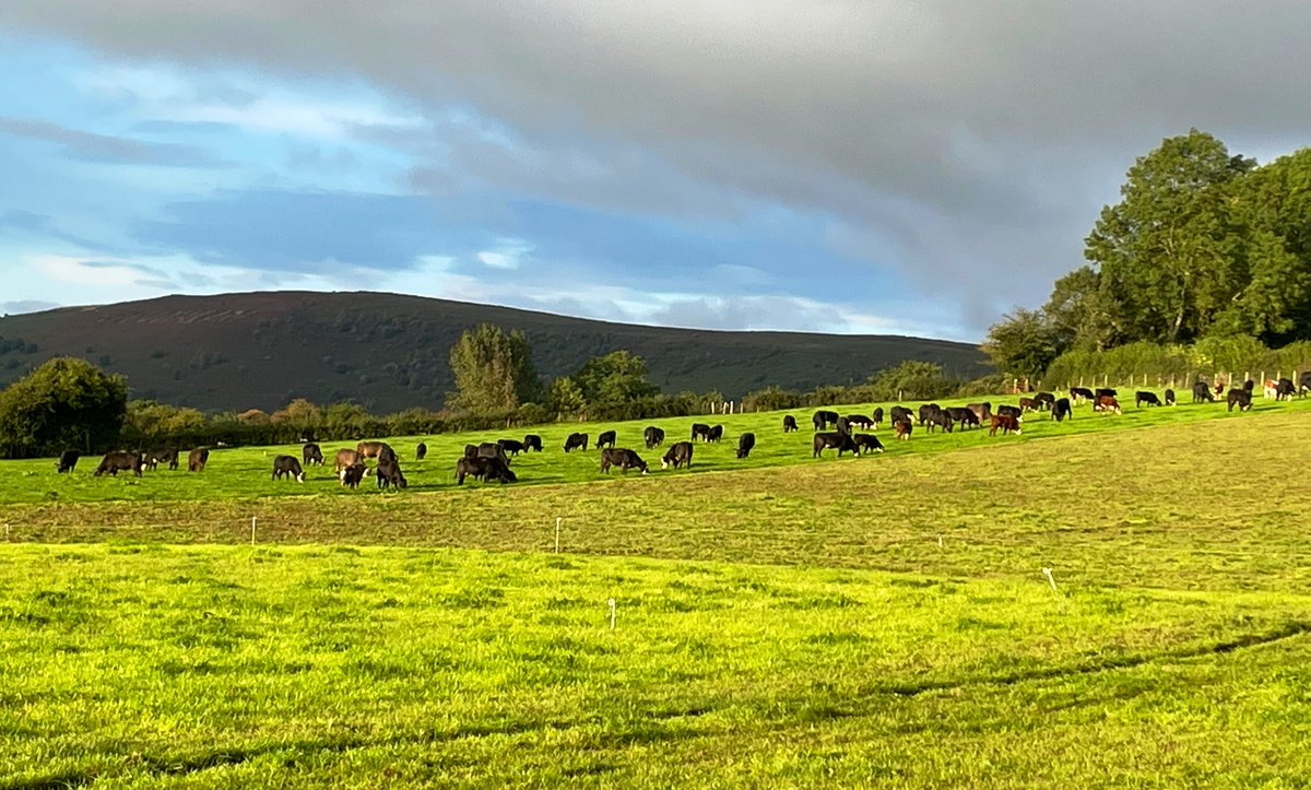 a farmer who uses very little, if any, artificial nitrogen

a farmer who tests his soil every three years

a farmer who moves his electric fence most mornings

a farmer who has lots of insect-hawking swallows

a farmer who rarely has time for a holiday

#farming is hard work