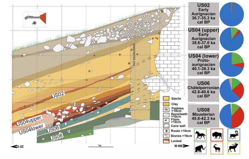 Does herbivore bone collagen always represent ‘baseline’ shifts? How can we disentangle ecological plasticity from environmental change using isotope analysis? Check out our new open access paper on Late Pleistocene reindeer ecology at Les Cottés! rdcu.be/dmHzz 🦌🐴 🦬