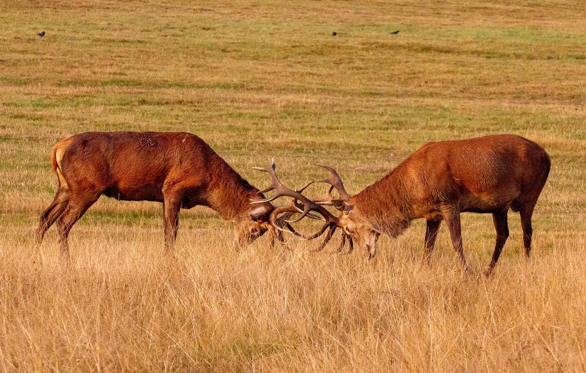 Some Deer getting ready for rutting  from the beautiful Richmond Park last week!