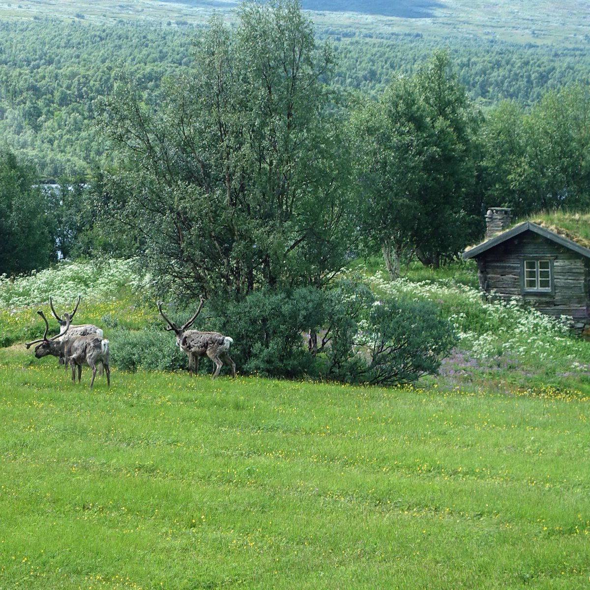 Rudolph, Donner and Blitzen enjoying summer, before the bust winter season starts again... 🦌

 #reindeer #wildlife #wildlifephotography #sweden #wildlifecrossing #rudolph #donner #blitzen #outdoors #travel #wanderlust #scandinavia