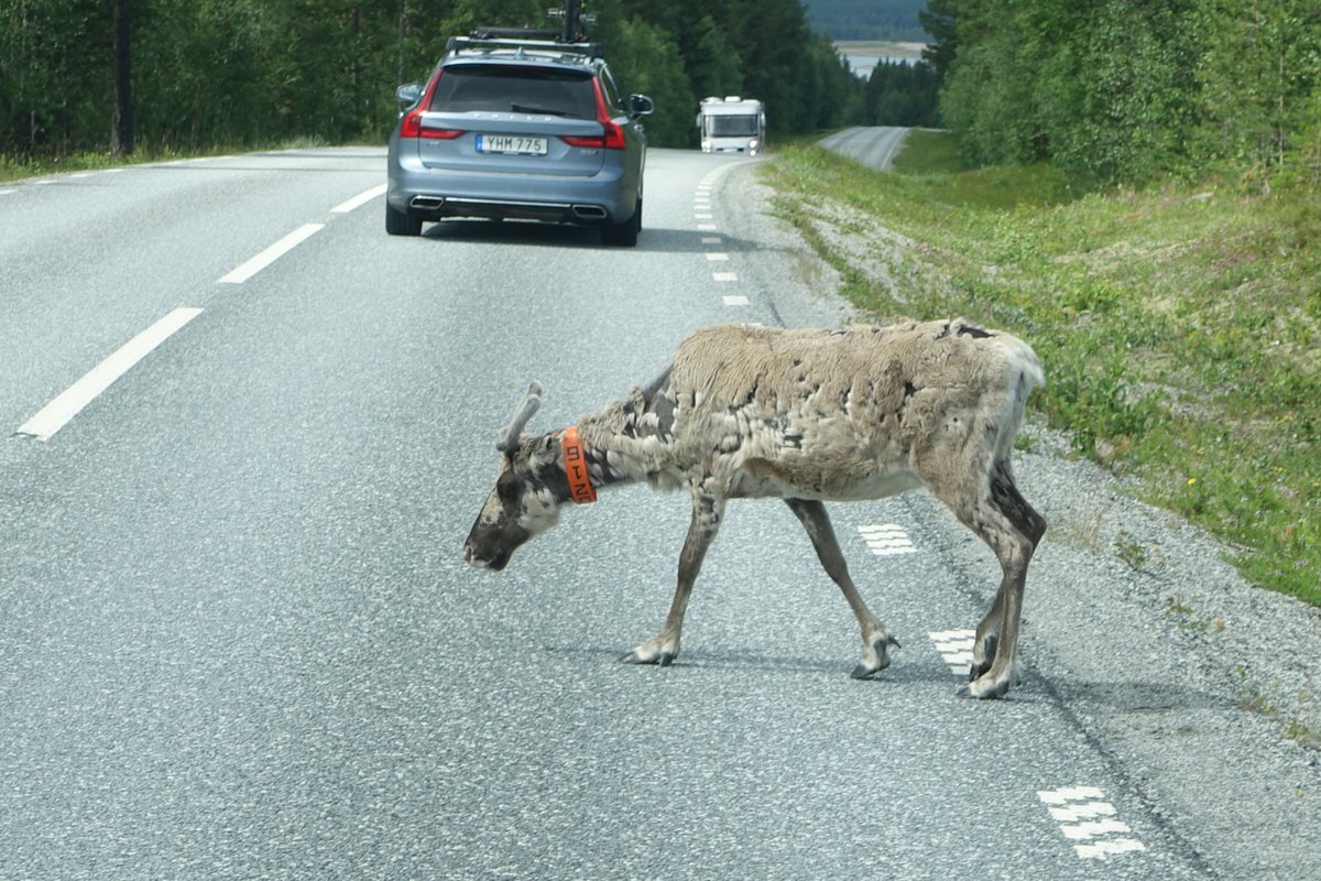 Reindeer crossing

#reindeer #wildlife #wildlifephotography #sweden #wildlifecrossing #outdoors #travel #wanderlust #scandinavia 

@visitsweden