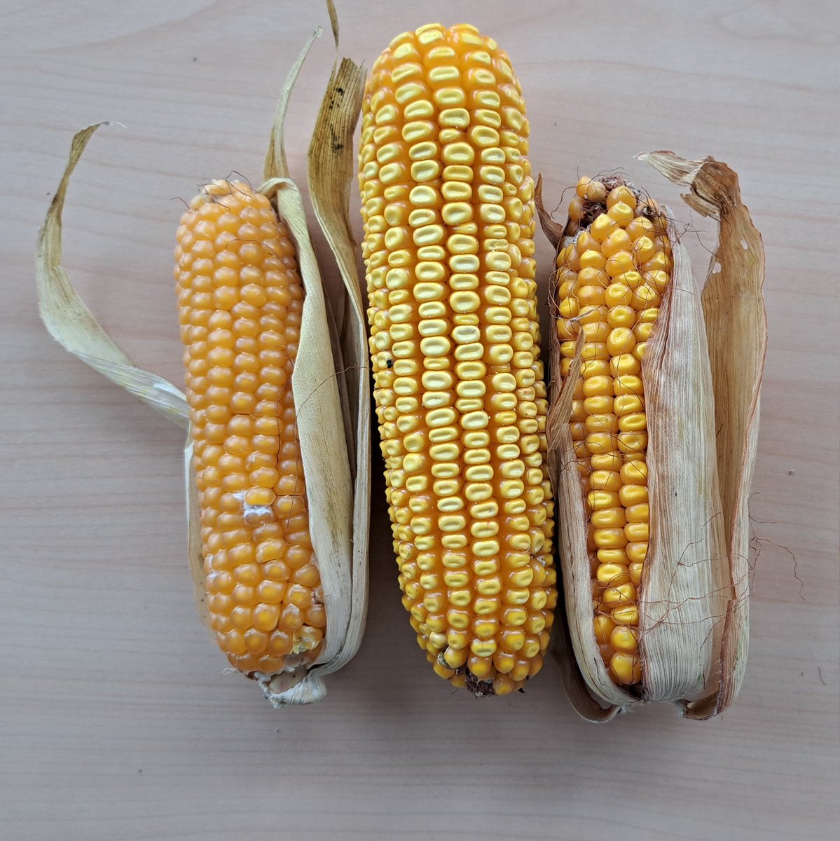 Stella Denis tweet media