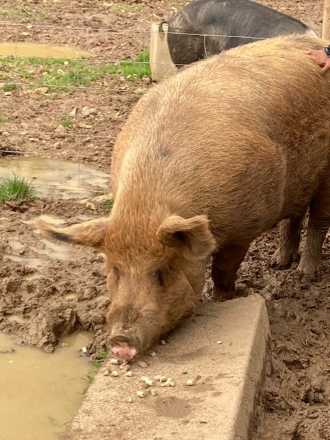 Willow Park C of E Primary School tweet media