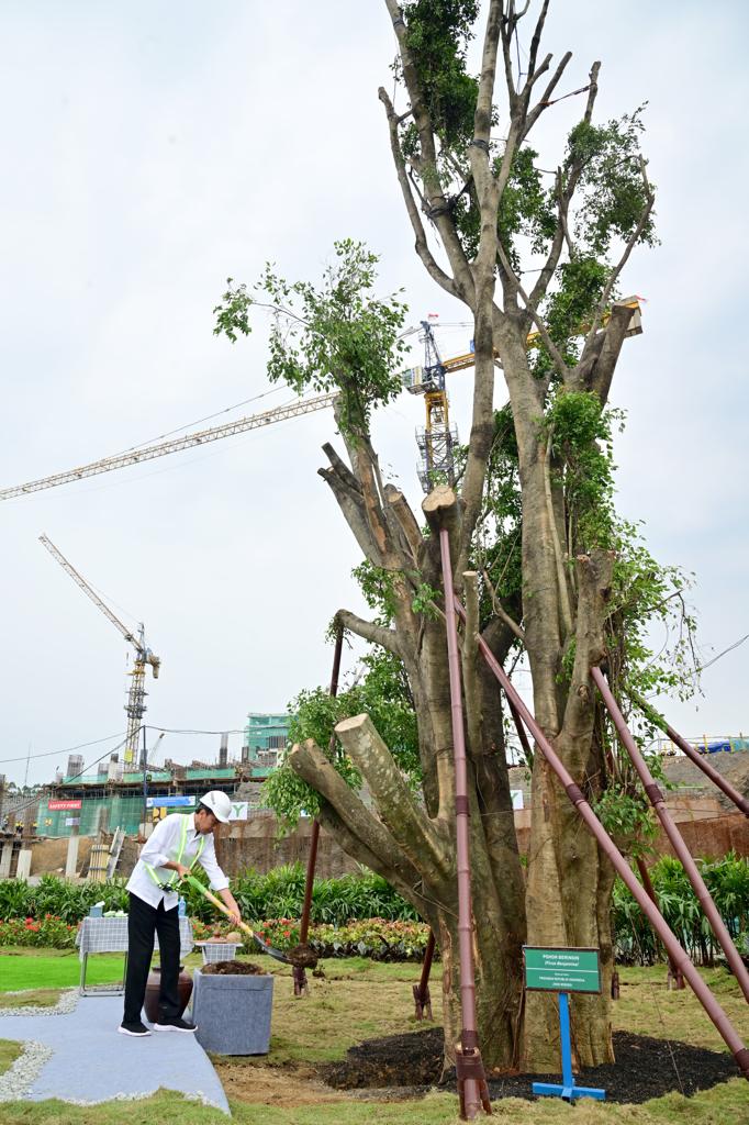 Menanam pohon beringin (Ficus Benjamina) di kawasan Istana Presiden Ibu Kota Nusantara, pagi ini. Yang ditanam ini adalah beringin kembar – pohon yang jadi simbol keagungan.

Saya berharap tanaman-tanaman lain di kawasan IKN segera ditanam begitu hujan mulai turun. Ada banyak
