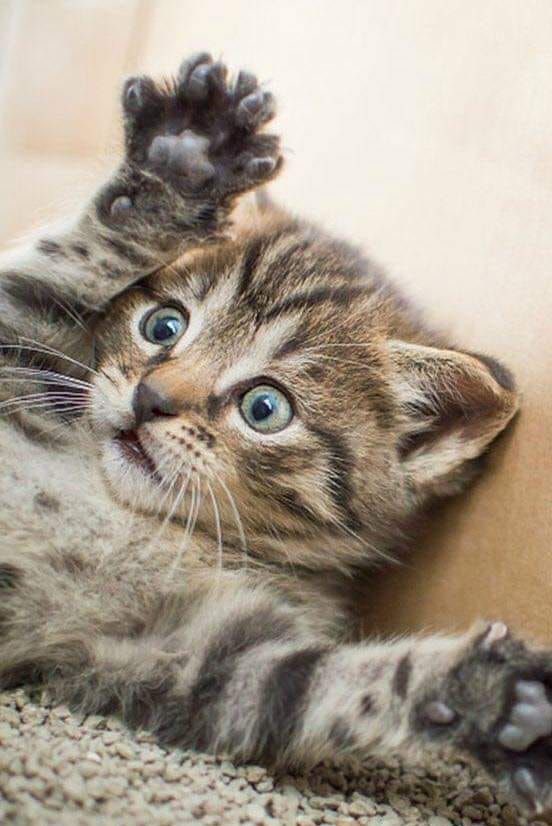 WE LOVE CATS tweet media