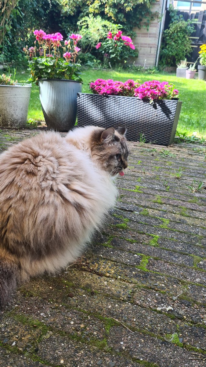 NuggetKiwi's tweet photo. Kiwi 🥰 https://t.co/Vv2HxvYcXn