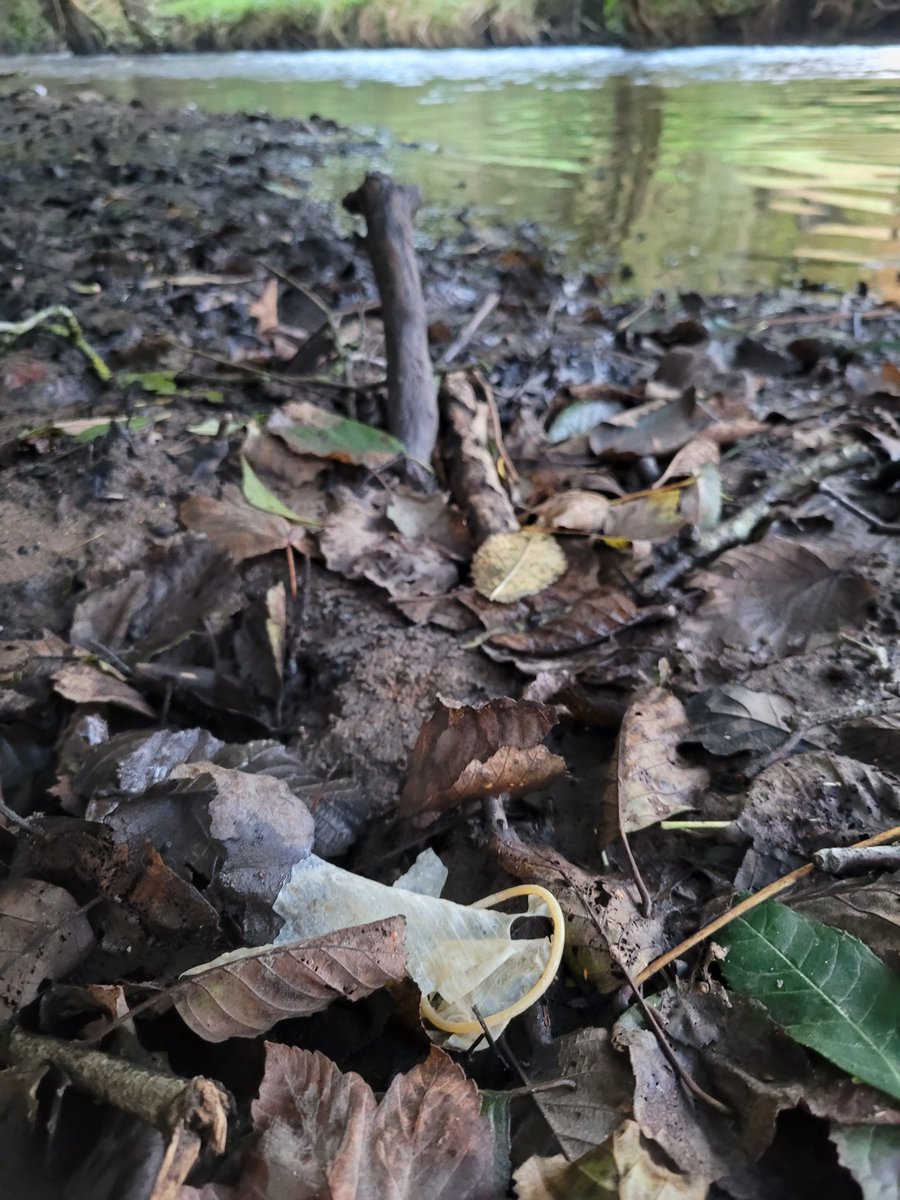 Took part in the #BigRiverWatch this morning. Chose the River Alyn #Wrexham.  Spotted a heron, dipper and mallard. Also sewage litter. #cleanrivers