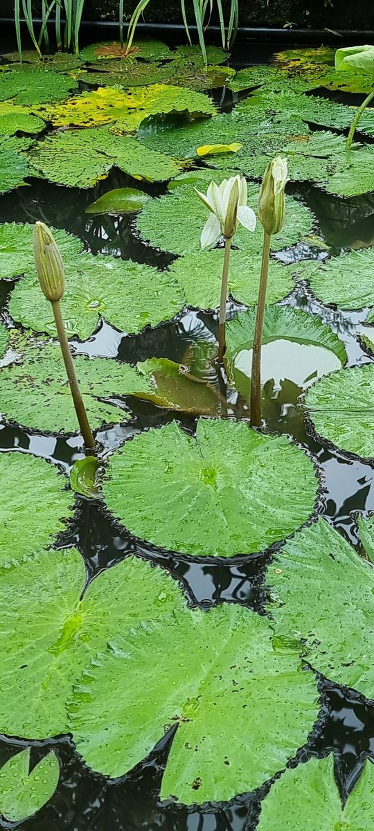 MBurns1967's tweet photo. #JustGreenArcade  @arcade_contest
#lillypads #NatureBeauty #NaturePhotography #Bali https://t.co/RZNwWuVKrA