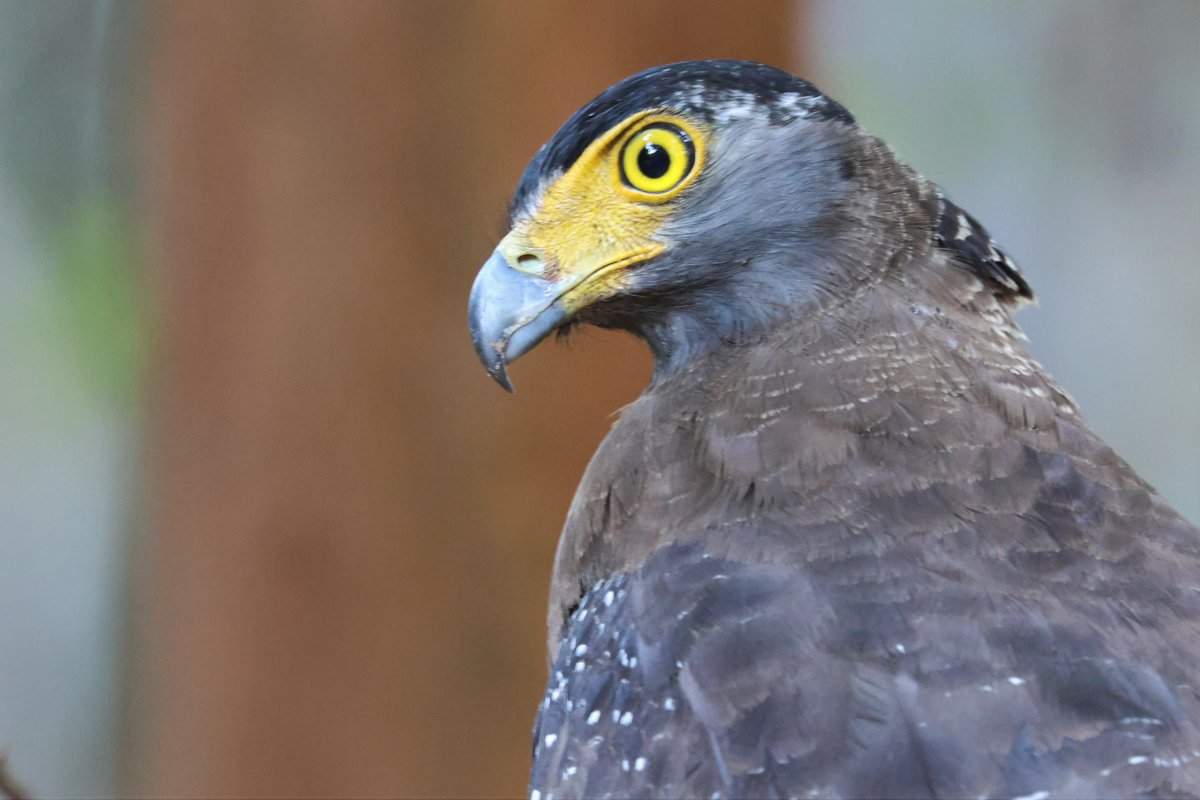 Crested serpent eagle 
Wildlife-Dreams is pleased to announce we are now Wildlife photography specialists in Africa, Estonia, India and Sri Lanka

New exciting safaris & wildlife hides coming soon 
info@wildlife-dreams.com

#wildlifedreams #wildlifephotography #wildlife #safari