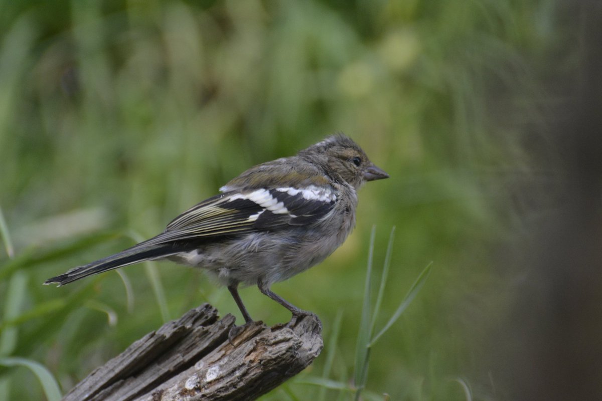 Vamos chiquetes, A pinzonear!!!