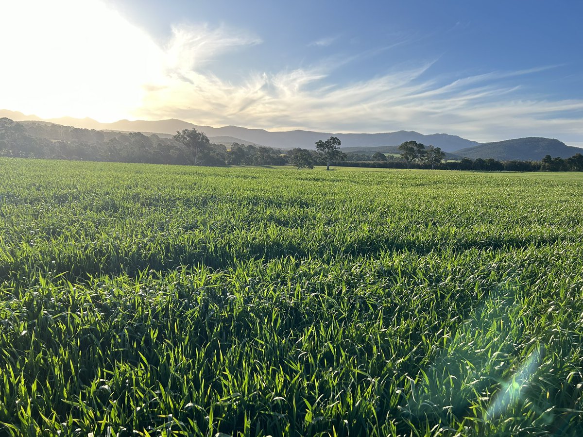 Accroc has been a major step forward with yield for us over the last few years and once again is looking very solid.