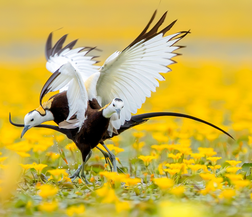 Guess the name of the bird#birds🐦🐦 #nature #photos #LovelyBirdsInChina