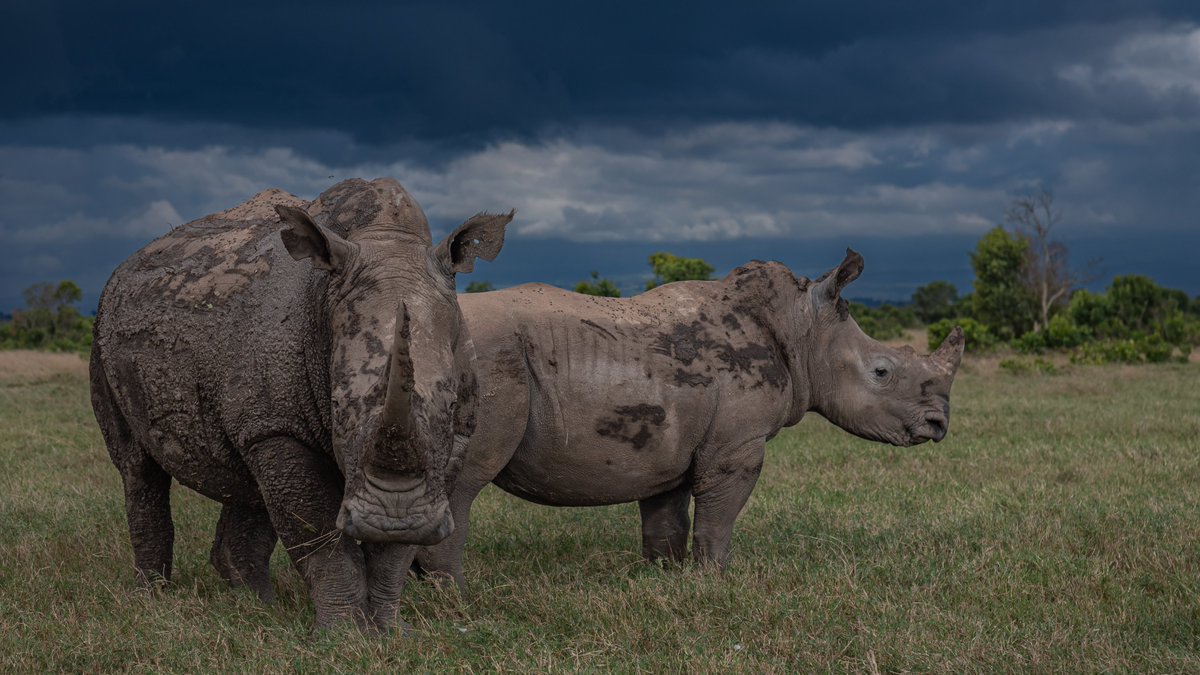 Our photo of the week! This one’s extra special because we are celebrating World Rhino Day! 🦏

Photo captured by @riothephotographer 

#WorldRhinoDay2023 #TweetForRhinos #VoiceForRhinos #SaveRhinos #ProtectOurRhinos #OlPejetaConservancy #PhotoOfTheWeek #WildlifePhotography