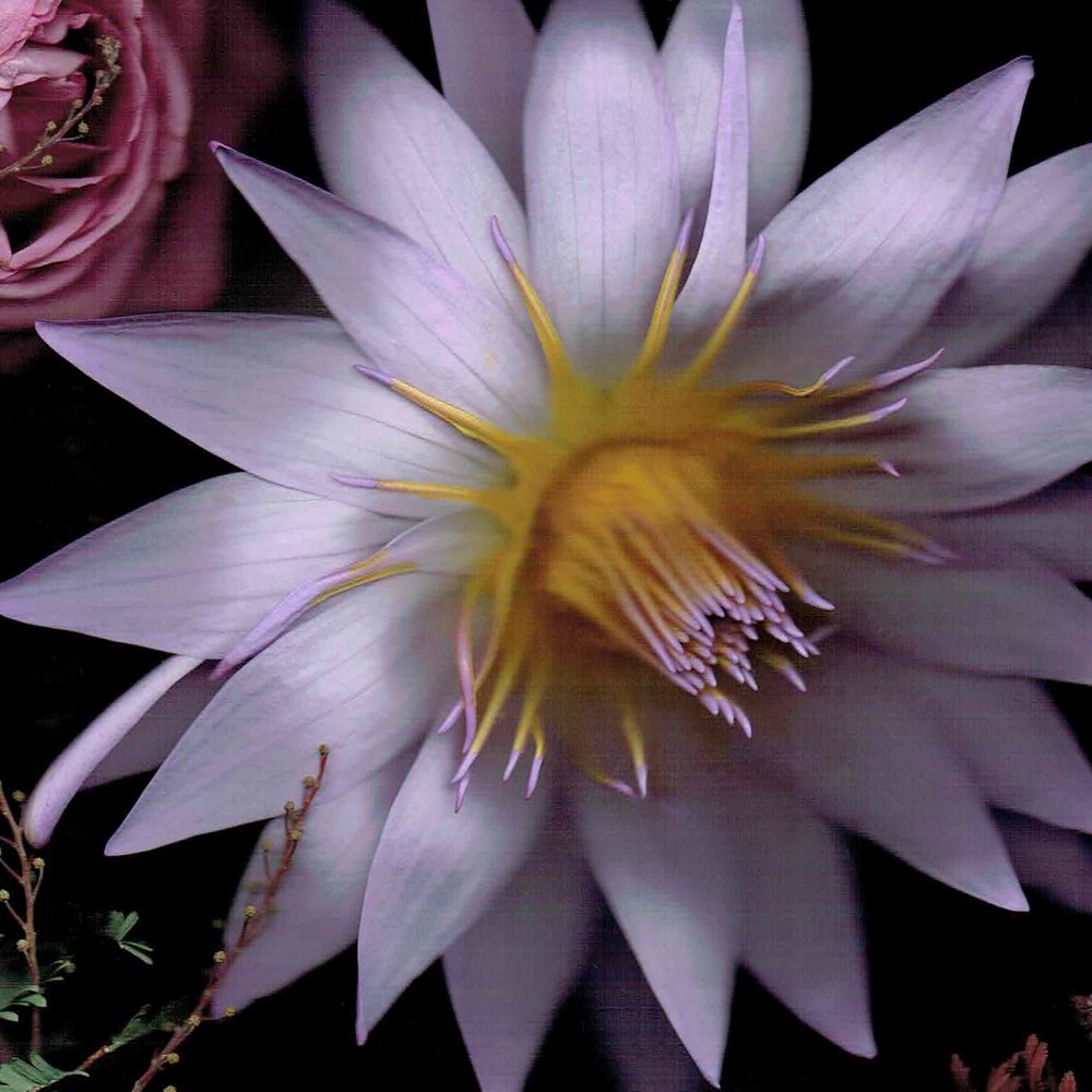 Celeste Sterling tweet media