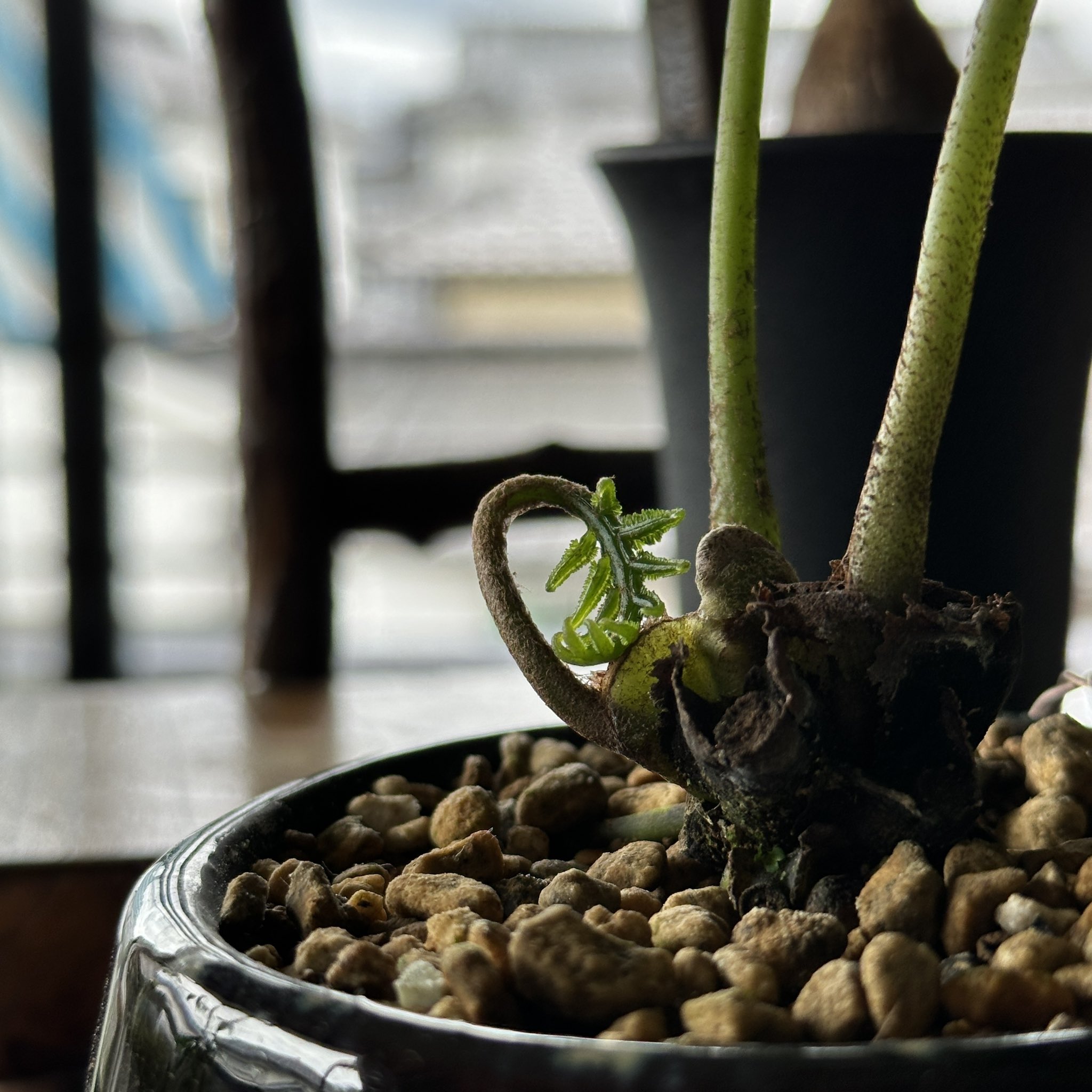 現品【沖縄産】リュウビンタイ8号　株元20センチ超え 現品【沖縄産】リュウビンタイ8号 株元20センチ超え