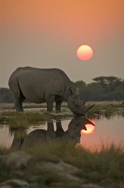#World #Rhino Day 
#KeeptheFiveAlive
#StopRhinoPoaching 
Only 27,000 individuals are left in the world  #Endangered Megafauna