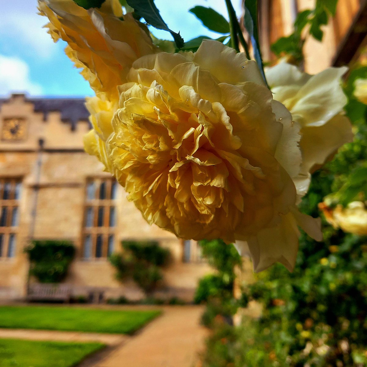 JesusOxford's tweet photo. This week's inclement weather is no match for the late summer roses in First Quad, which have just about hung on to their beautiful yellow petals despite the wind, rain and thunder.
#JesusCollegeOxford #FridayFlora #Rose #NaturalBeauty https://t.co/kuv80pHD7r