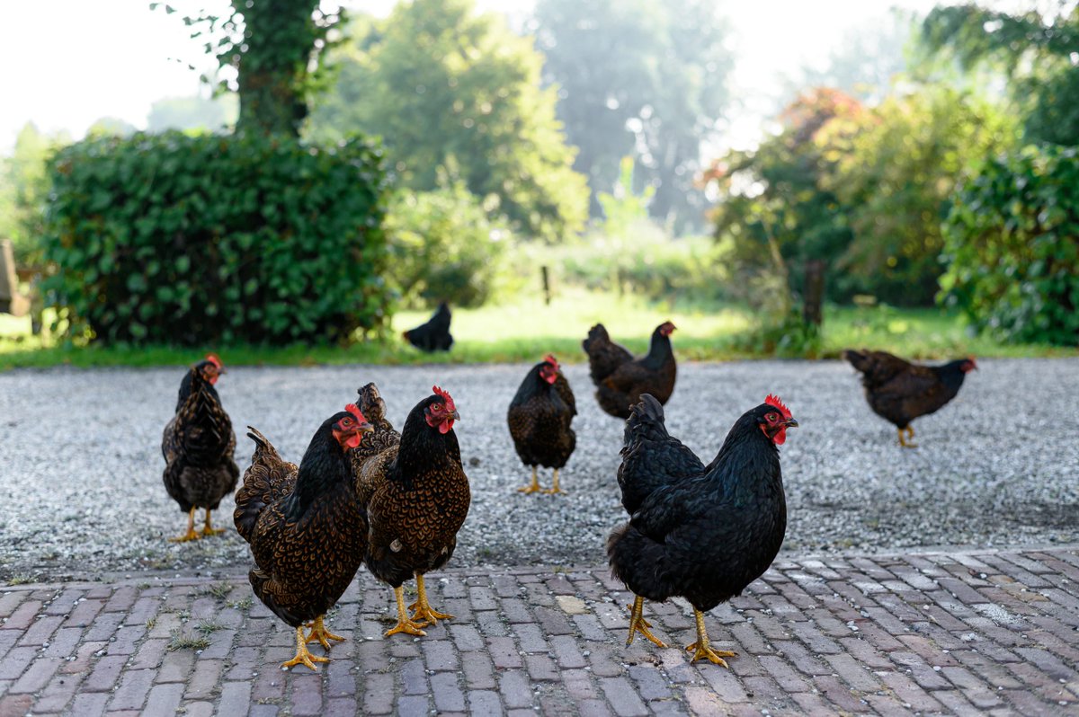 Onze storyteller <a href="/PriscaVisser/">Prisca Visser</a> ging weer op pad in de Biesboschlinie. Deze keer ontdekte ze een deel van onze Fortentocht. Fietsend dwars door Unesco Werelderfgoed legde ze verhalen en beelden vast. Kijk je mee? biesboschlinie.com/blog-langs-de-…