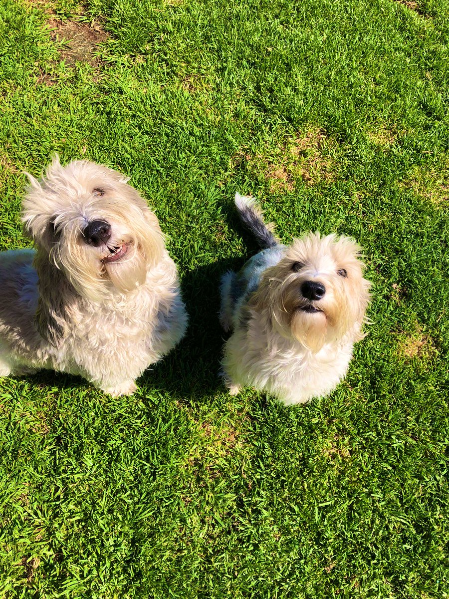 Ruff! Rare footage of Dots and I sharing the same patch of grass 😆😆😆🐕🐕 #PBGVlovinglife #PBGV #dogs #DogsofTwitter #houndsoftwitter