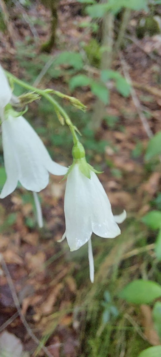 LIFE SEEDFORCE tweet media