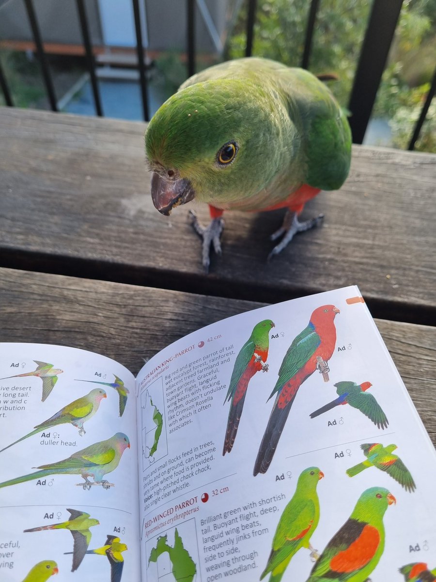 Getting to know the locals 🦜