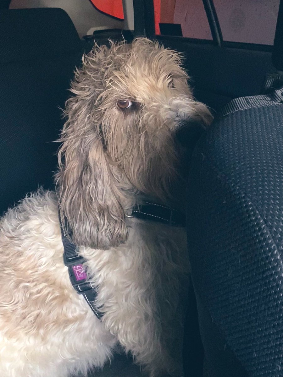 Ruff! Do I look unimpressed? 
I am. 
I overheard that I am going to see the VettyPerson soon for a check up 😳 Honestly… has she got nothing else better to do 😏🐕🐕
#PBGVnewOwnerWanted #PBGV #DogsofTwitter #houndsoftwitter