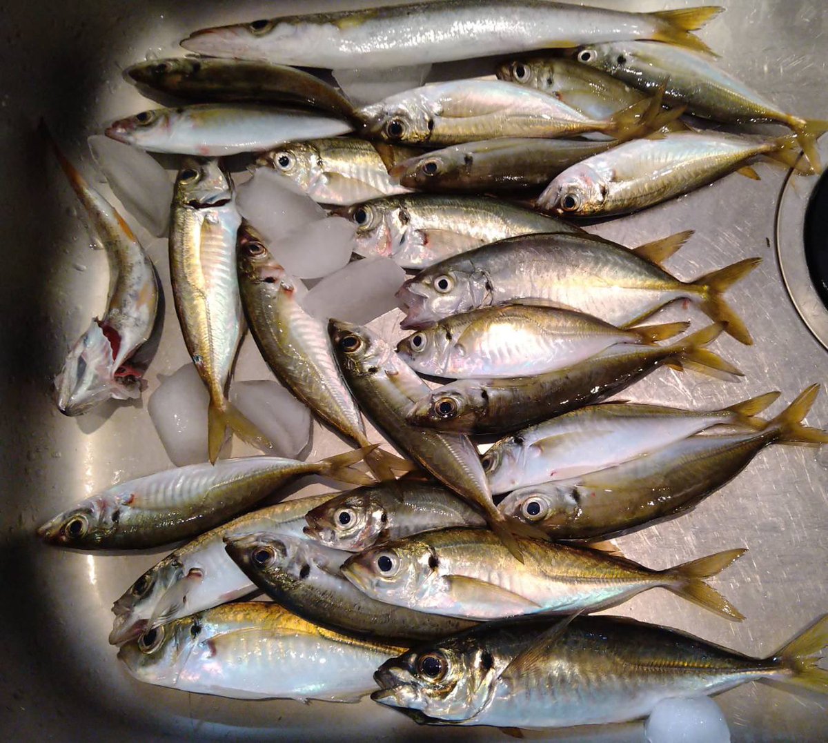 costa_fishing's tweet photo. アジ好調です！！

この日は50匹オーバー‼️
食べる分だけお持ち帰りでした！
サイズは20〜27cm！
海も秋になりつつありアジの釣果も上がってきました♪

#アジ
#アジング
#サビキ釣り
#クロダイ
#チヌ
#磯釣り
#フカセ釣り
#釣り
#海釣り
#関東
#千葉
#勝浦
#外房
#ヒラメ
#マダイ
#fishing
#釣果 https://t.co/GNoAiIdrNk