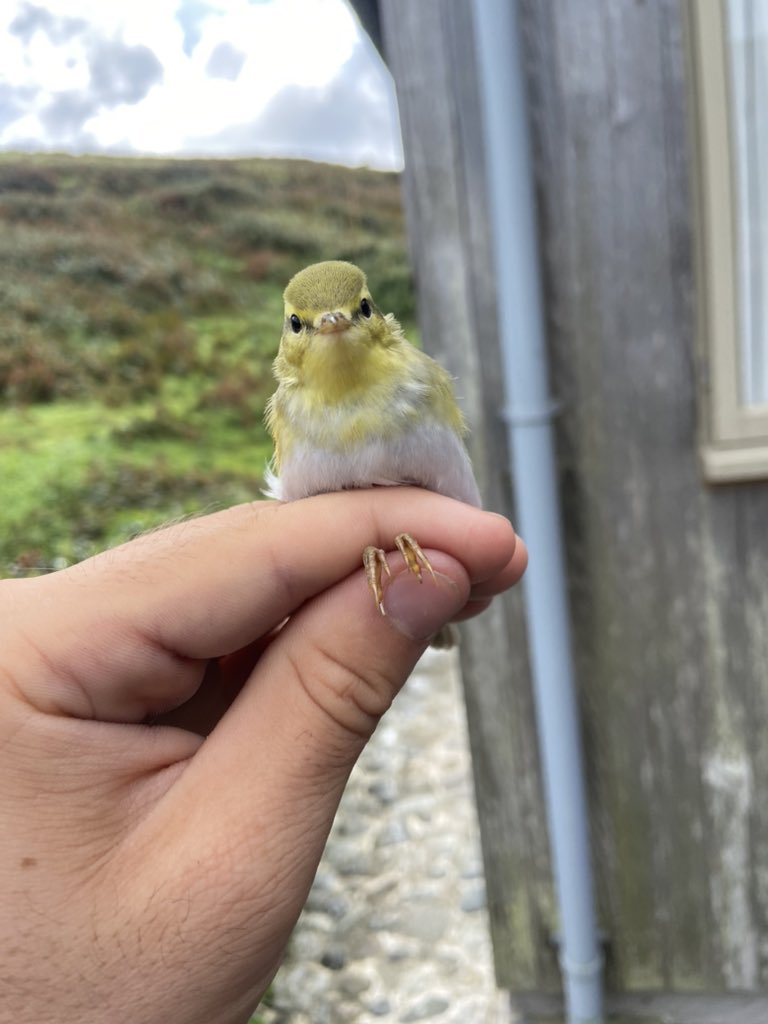 Another classic fall day on Lundy yesterday with over 350 blackcaps being logged. Ringers put in a huge effort with 192 new birds being ringed across the day, mainly blackcap with 160 being ringed also 3 Reed warbler and the obvious highlight of the stunning Wood Warbler.