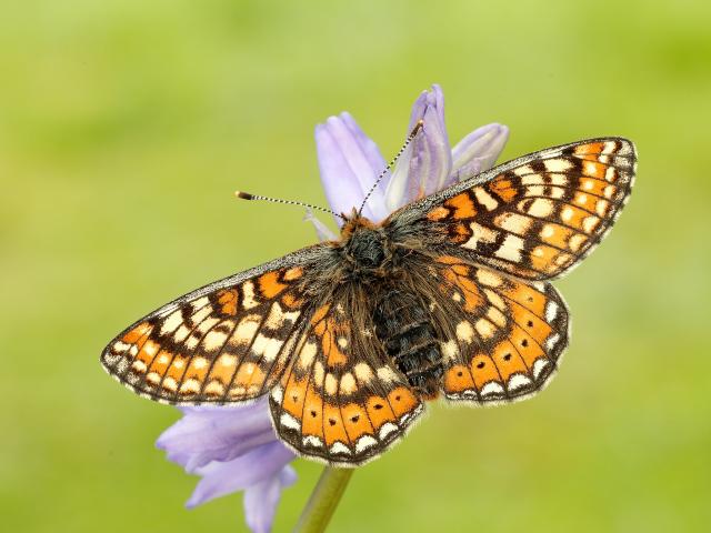 Butterflies in South London: What, Where & How to Help - talk by Simon Saville of @SaveButterflies, 8pm next Wednesday 27 September in West Norwood Library, SE27 9JX for @LambethHortUK. Free, all welcome.