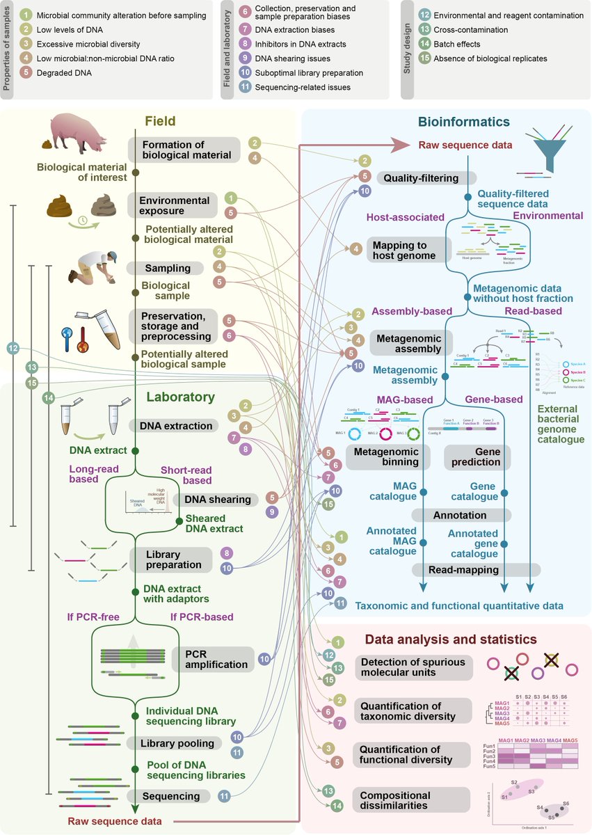 👇Check out our latest article where we identify field and laboratory issues that critically impact downstream analysis in bacterial #metagenomic studies! tandfonline.com/doi/full/10.10… #microbiome @anttonio @evogenome @Globe_UCPH