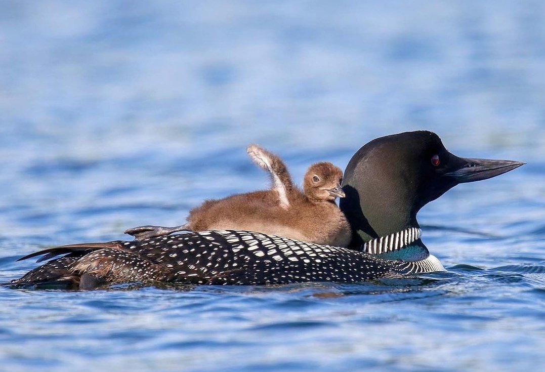 malacarasev's tweet image. - Y DESPUE HEMO JUGAO Y DESPUE HEMO APRENDIO A DESI CUA
- A DESI CUA??? A VE QUE LO VEA
- CUA
- ANDAAAA PERO QUE BIEN LO HASEE